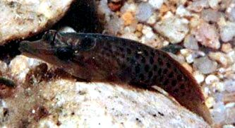 Lepadogaster lepadogaster_007